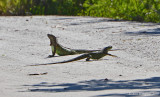 Green Iguanas