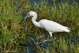 Little Blue Heron with Tadpole