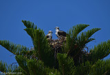 Osprey Pair on Nest