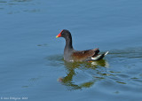 Common Gallinule