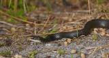 Black Racer