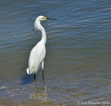 Snowy Egret