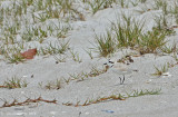 Snowy Plover