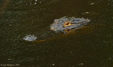 American Alligator