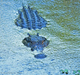 American Alligator