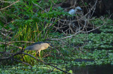 Black-crowned Night Heron