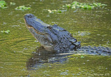 Displaying Bull Alligator