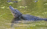 Displaying Bull Alligator