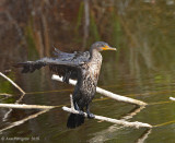 Double-crested Cormorant