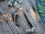 Florida Banded Water Snake