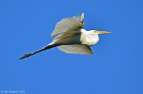 Great Egret