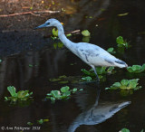 Little Blue Heron