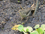 Northern Waterthrush