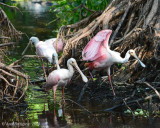 Roseate Spoonbills