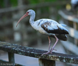 Juvenile White Ibis
