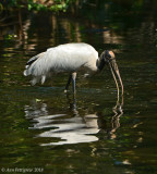 Wood Stork