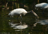 Wood Stork