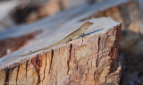 Brown Anole