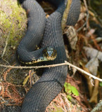 Florida Banded Water Snake