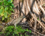 Juvenile Black-crowned Night-Heron