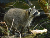 Northern Raccoon