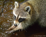 Northern Raccoon