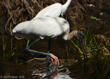 Wood Stork