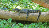 Young Alligator