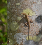 Brown Anole