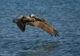 Brown Pelican