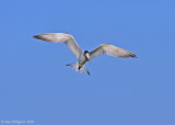 Caspian Tern