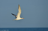 Caspian Tern