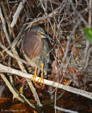 Green Heron