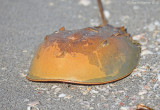 Horseshoe Crab