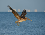 Juvenile Brown Pelican