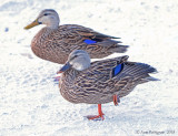 Mottled Duck