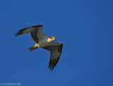 Osprey