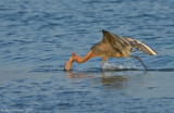 Reddish Egret