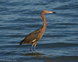 Reddish Egret