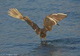 Reddish Egret