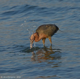 Reddish Egret