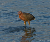 Reddish Egret