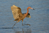 Reddish Egret