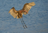 Reddish Egret