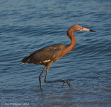 Reddish Egret