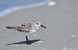 Sanderling