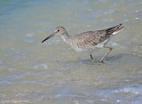 Willet