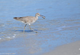 Willet with Sand Flea