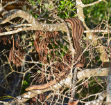 Yellow Rat Snake