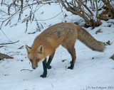 Red Fox